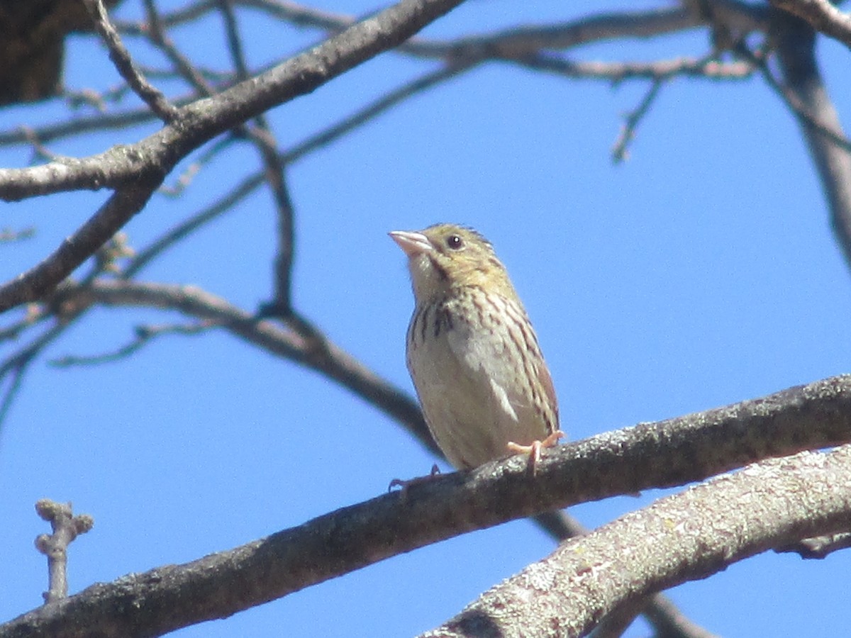 Henslow's Sparrow - ML633806520