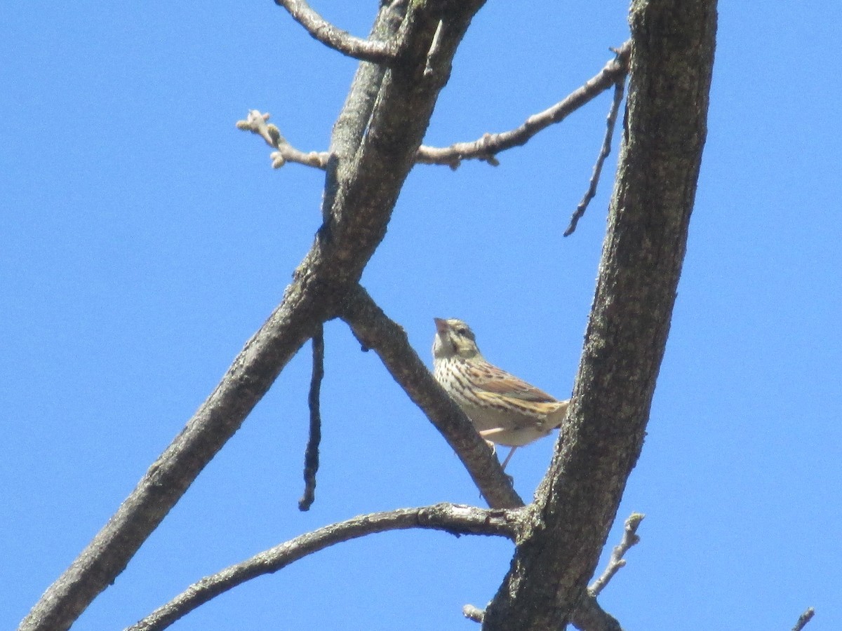 Henslow's Sparrow - ML633806521