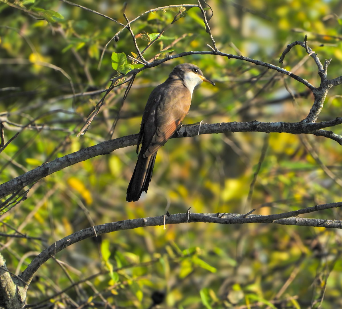 Yellow-billed Cuckoo - ML633806608