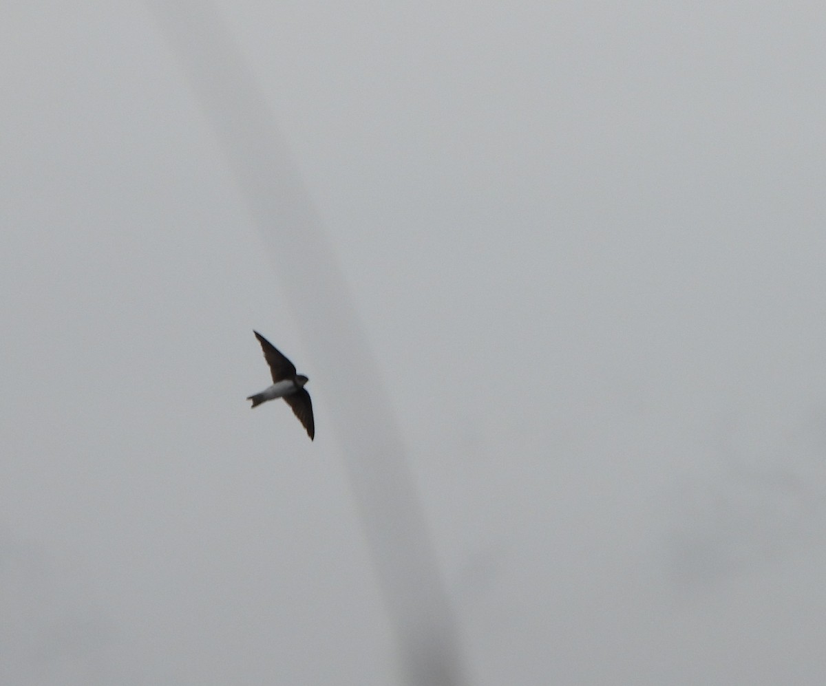 Bank Swallow - ML633806681