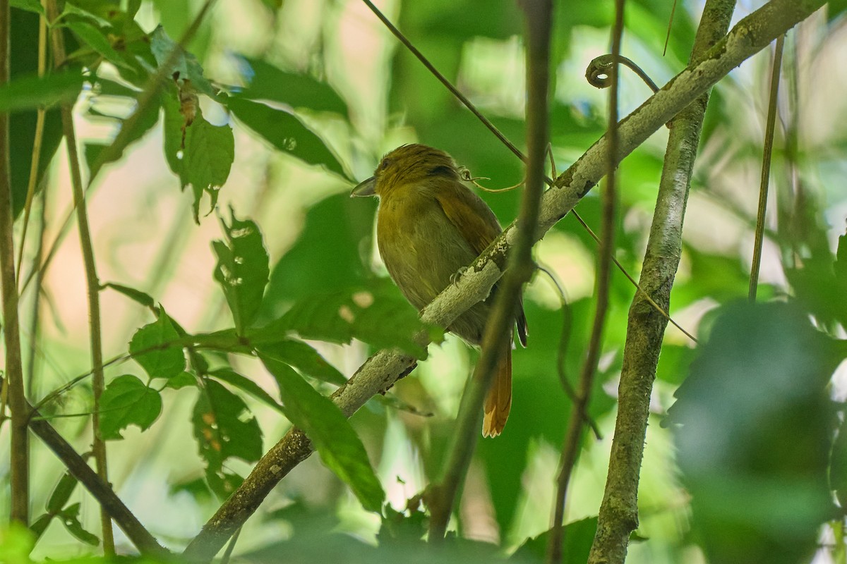 Russet Antshrike - ML633806707