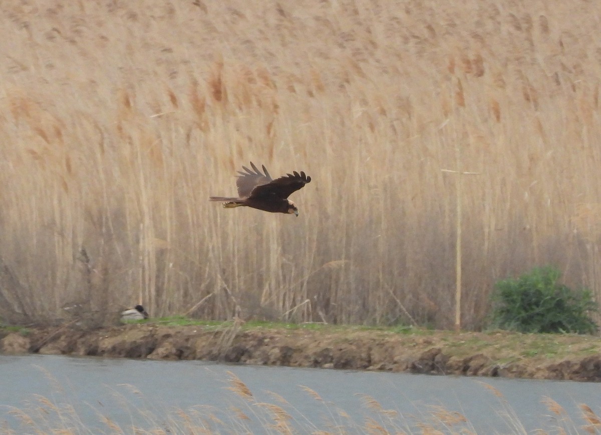 Western Marsh Harrier - ML633806783