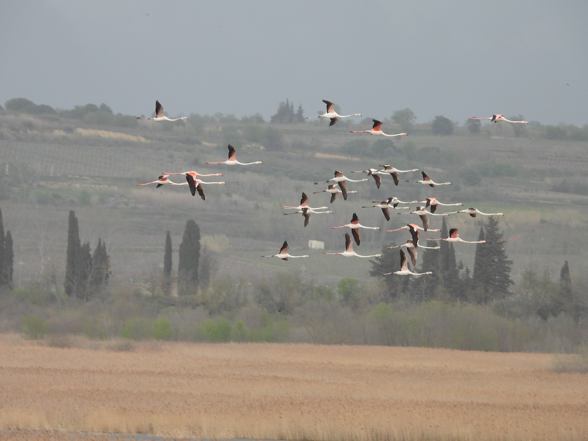 Greater Flamingo - ML633807034
