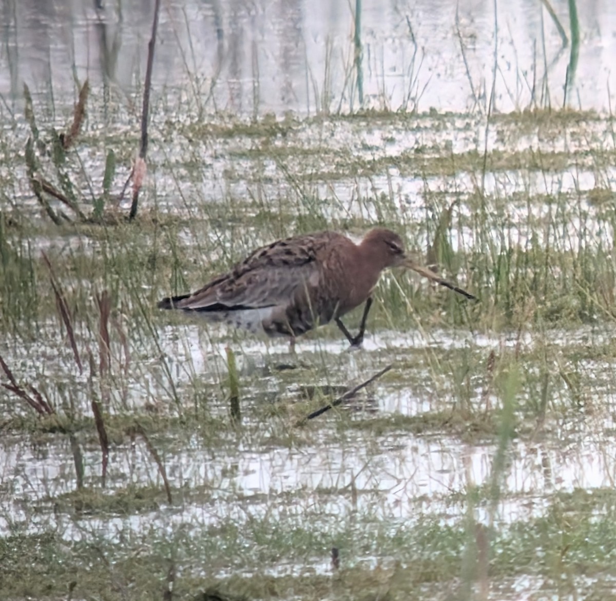 Black-tailed Godwit (Icelandic) - ML633807064