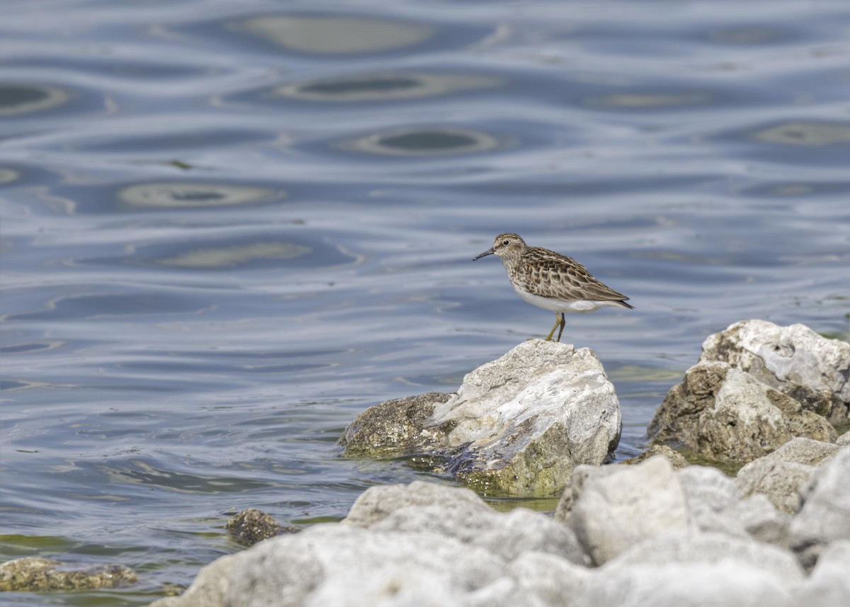Least Sandpiper - ML633807135