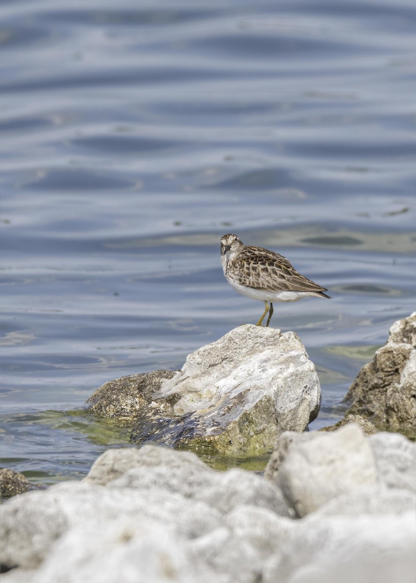 Least Sandpiper - ML633807136