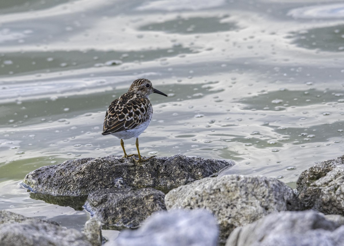 Least Sandpiper - ML633807138