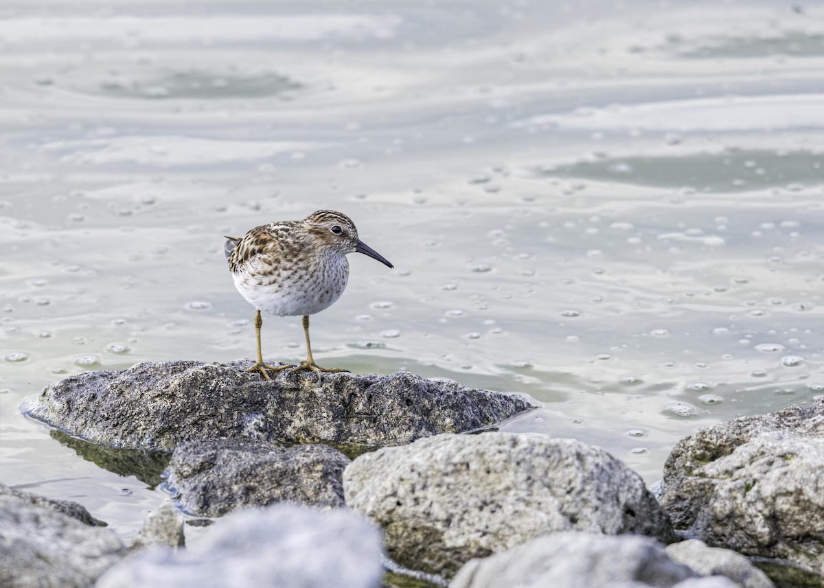 Least Sandpiper - ML633807139