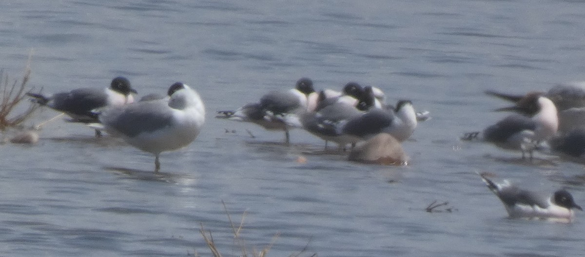 Franklin's Gull - ML633807391