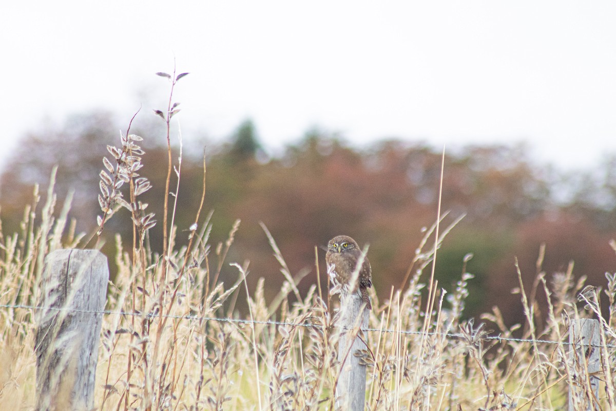 Austral Pygmy-Owl - ML633807444