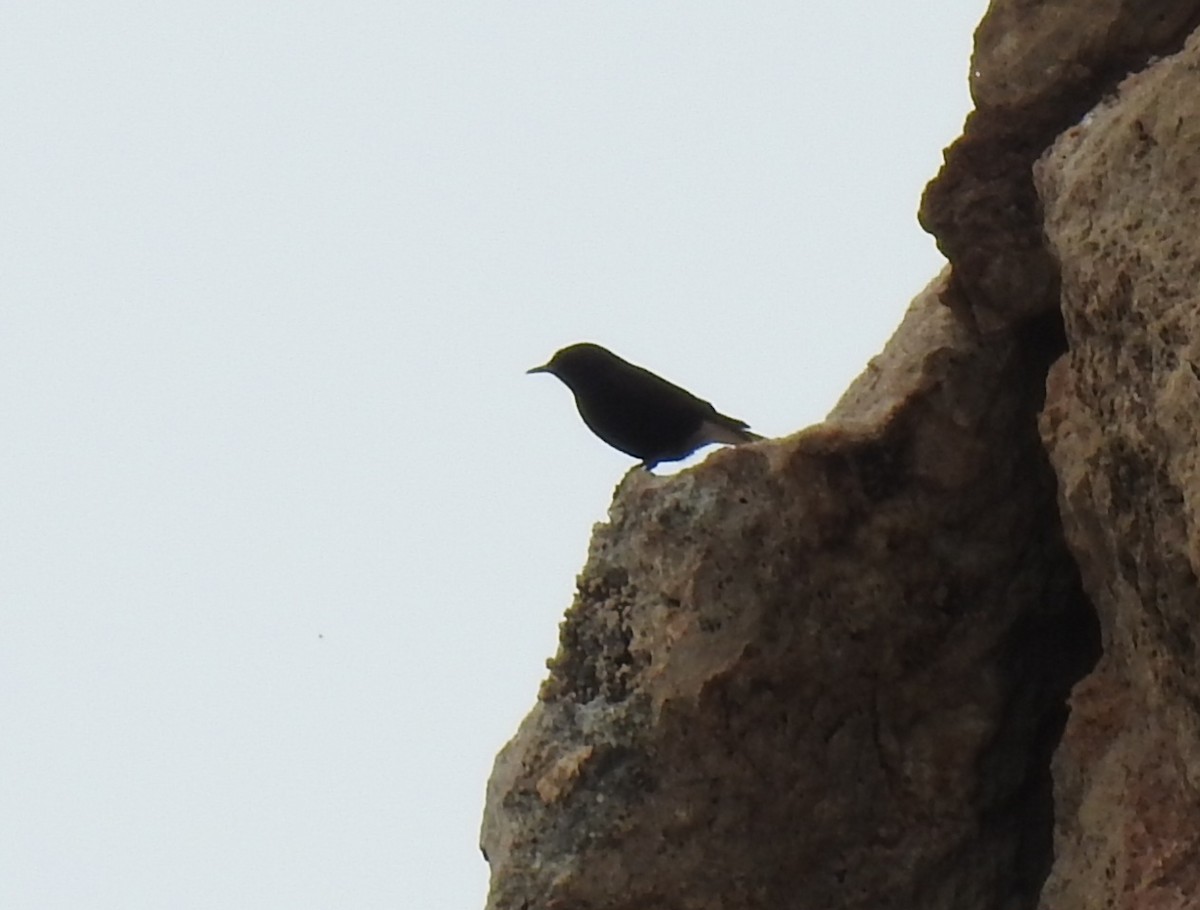 Monachella nera - ML633807447