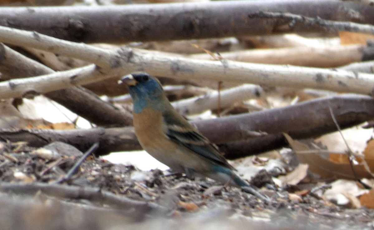 Lazuli Bunting - ML633807500