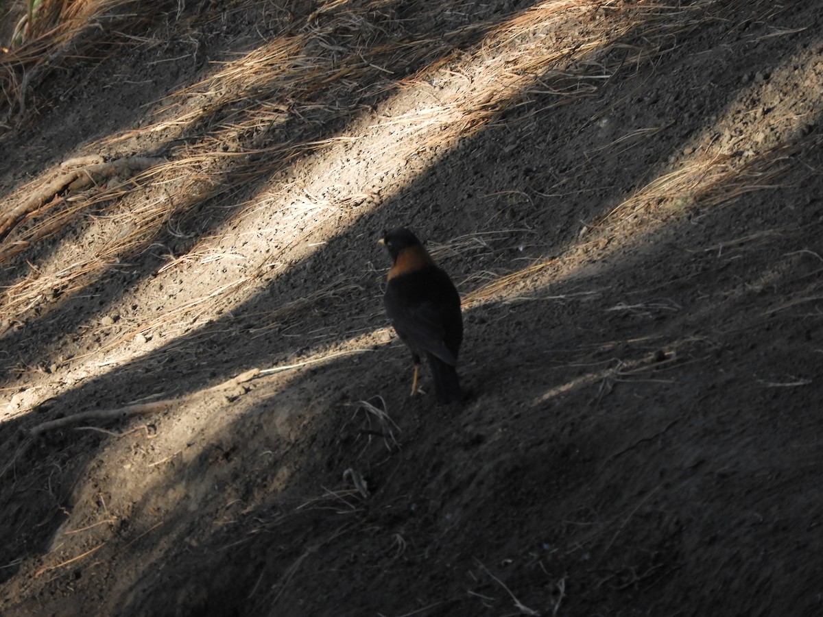 Rufous-collared Robin - ML633807526