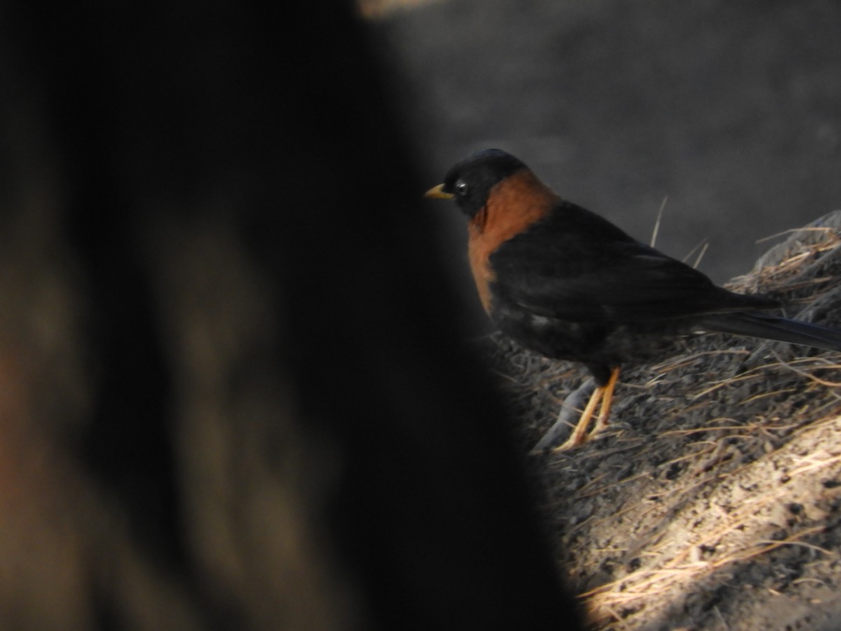 Rufous-collared Robin - ML633807527