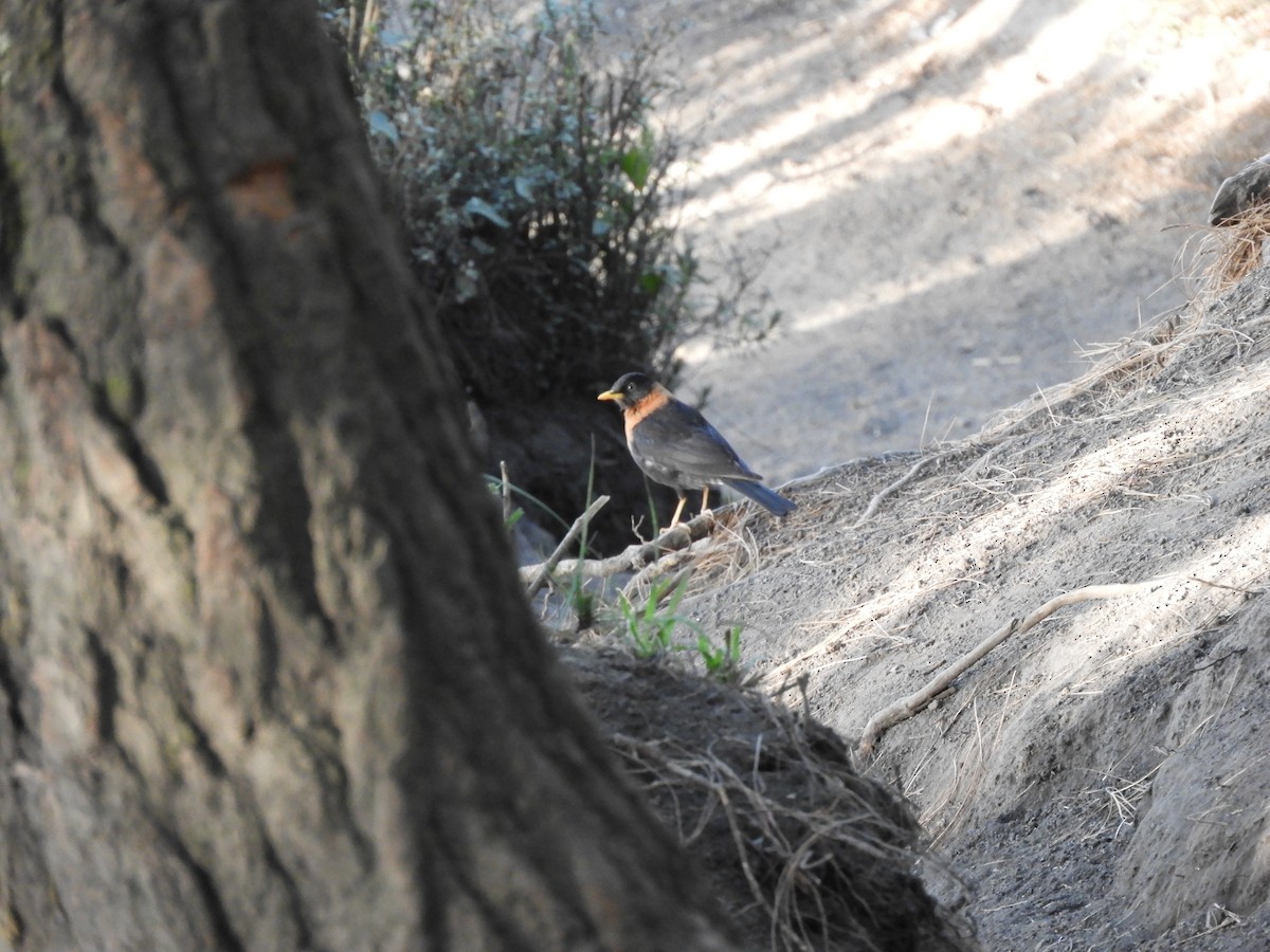 Rufous-collared Robin - ML633807529