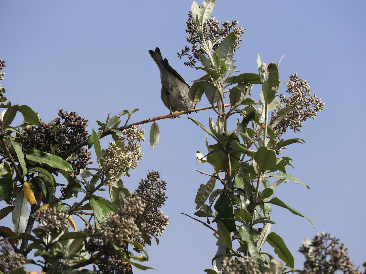 Olive Warbler - ML633807570