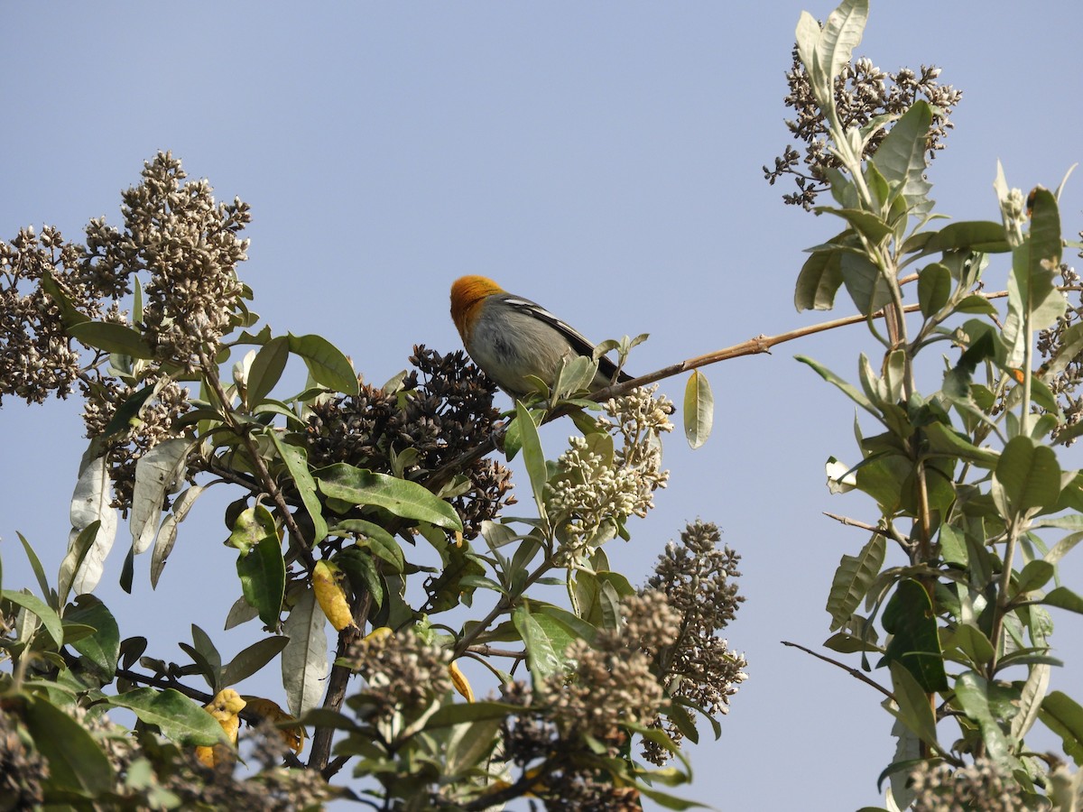 Olive Warbler - ML633807571