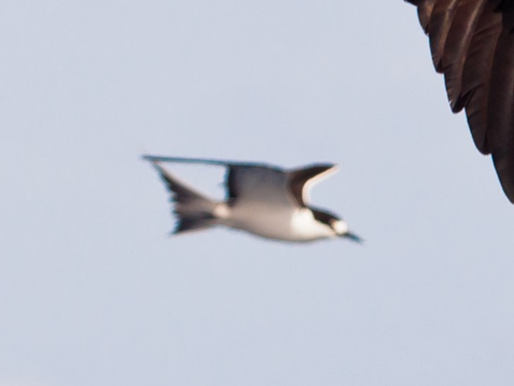 Sooty Tern - ML633807582