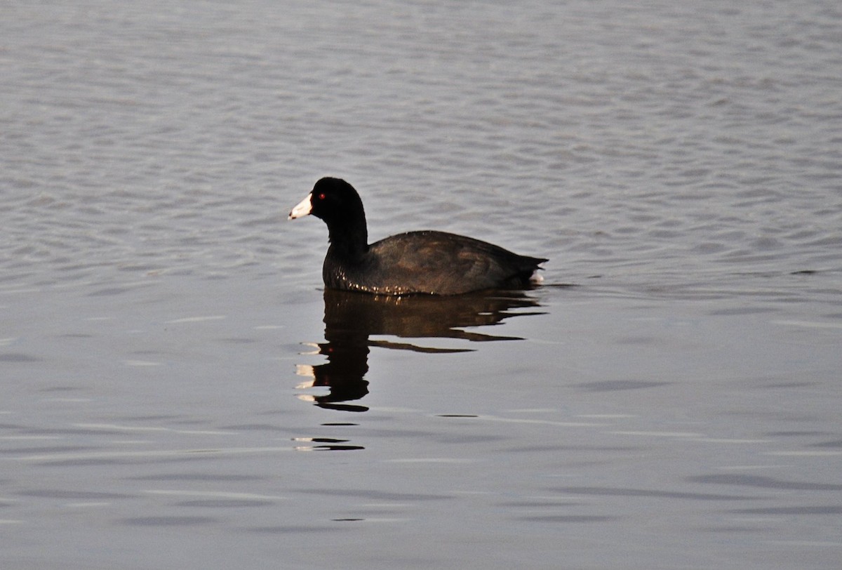 American Coot (Red-shielded) - ML63380761