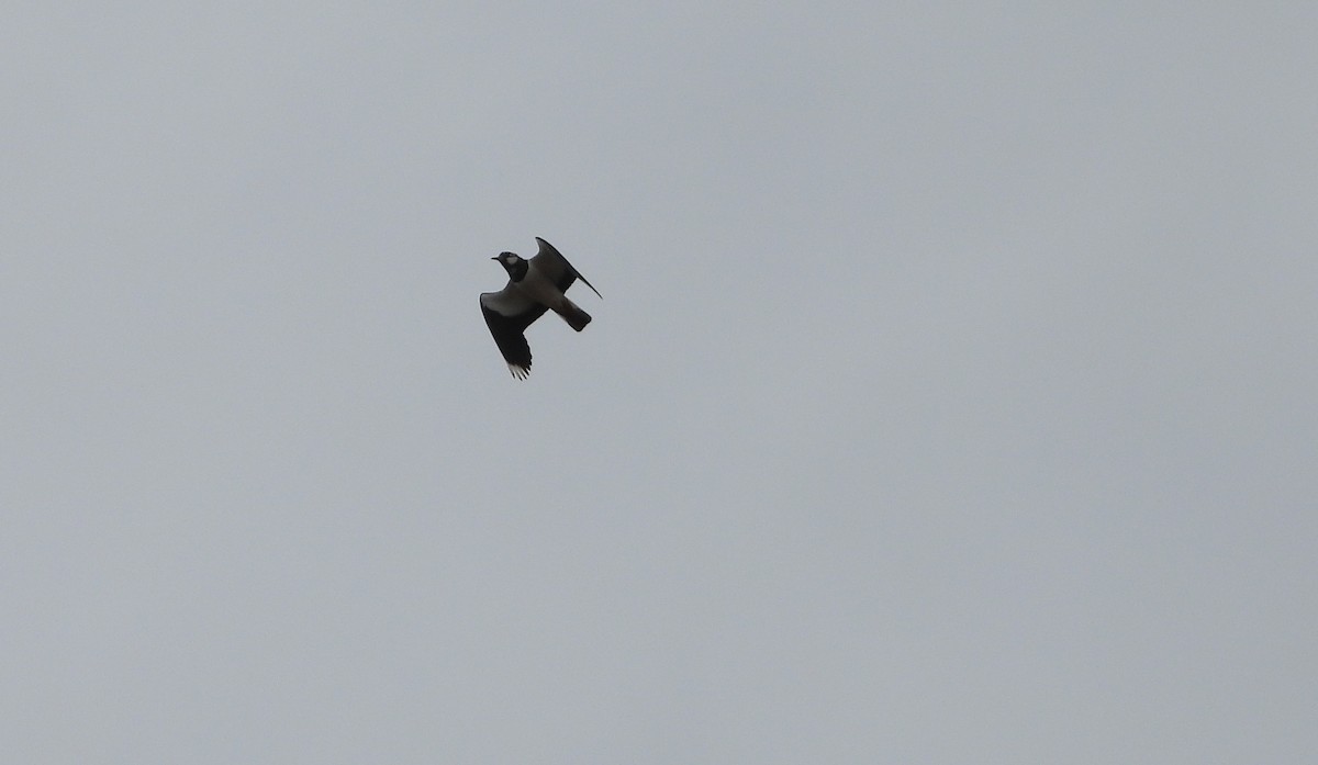 Northern Lapwing - ML633807686