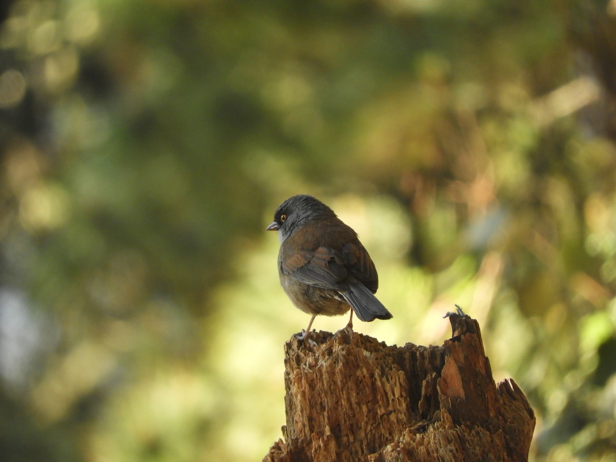 Yellow-eyed Junco (Guatemalan) - ML633807702