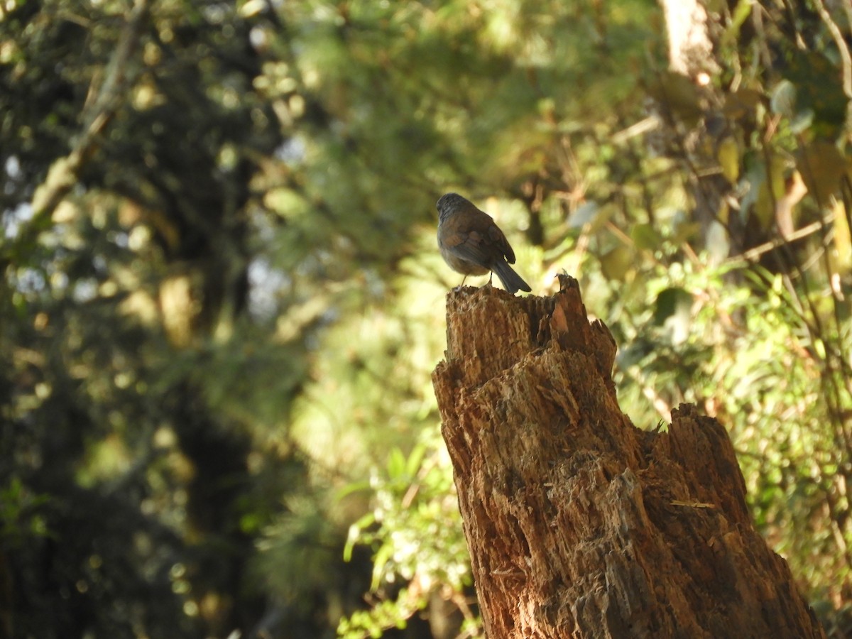 Yellow-eyed Junco (Guatemalan) - ML633807703