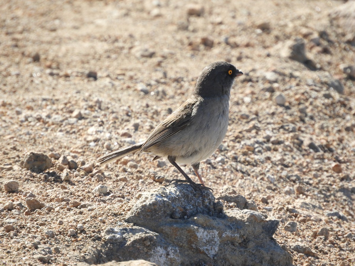 Yellow-eyed Junco (Guatemalan) - ML633807801