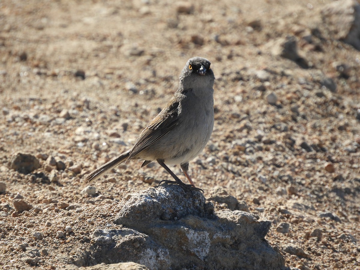 Yellow-eyed Junco (Guatemalan) - ML633807802