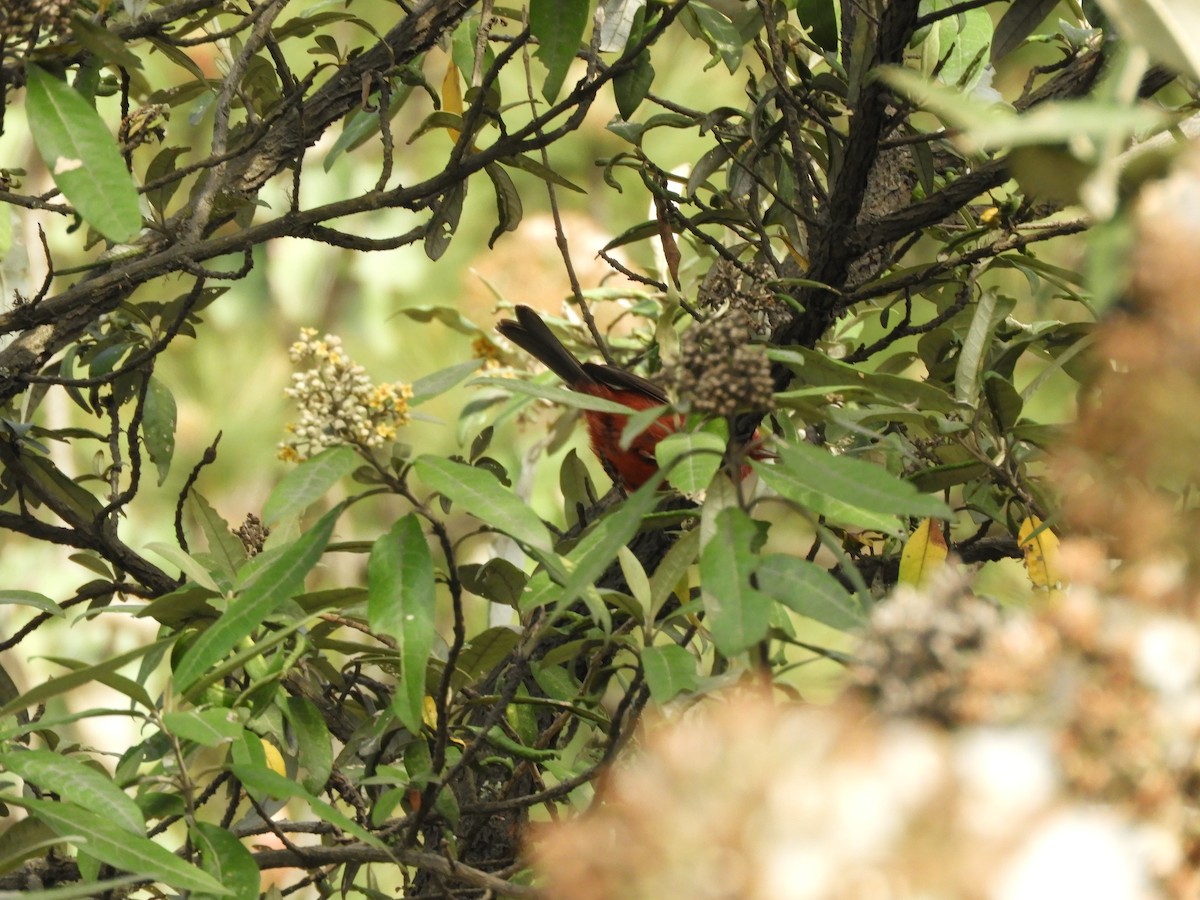 rosenparula - ML633807822