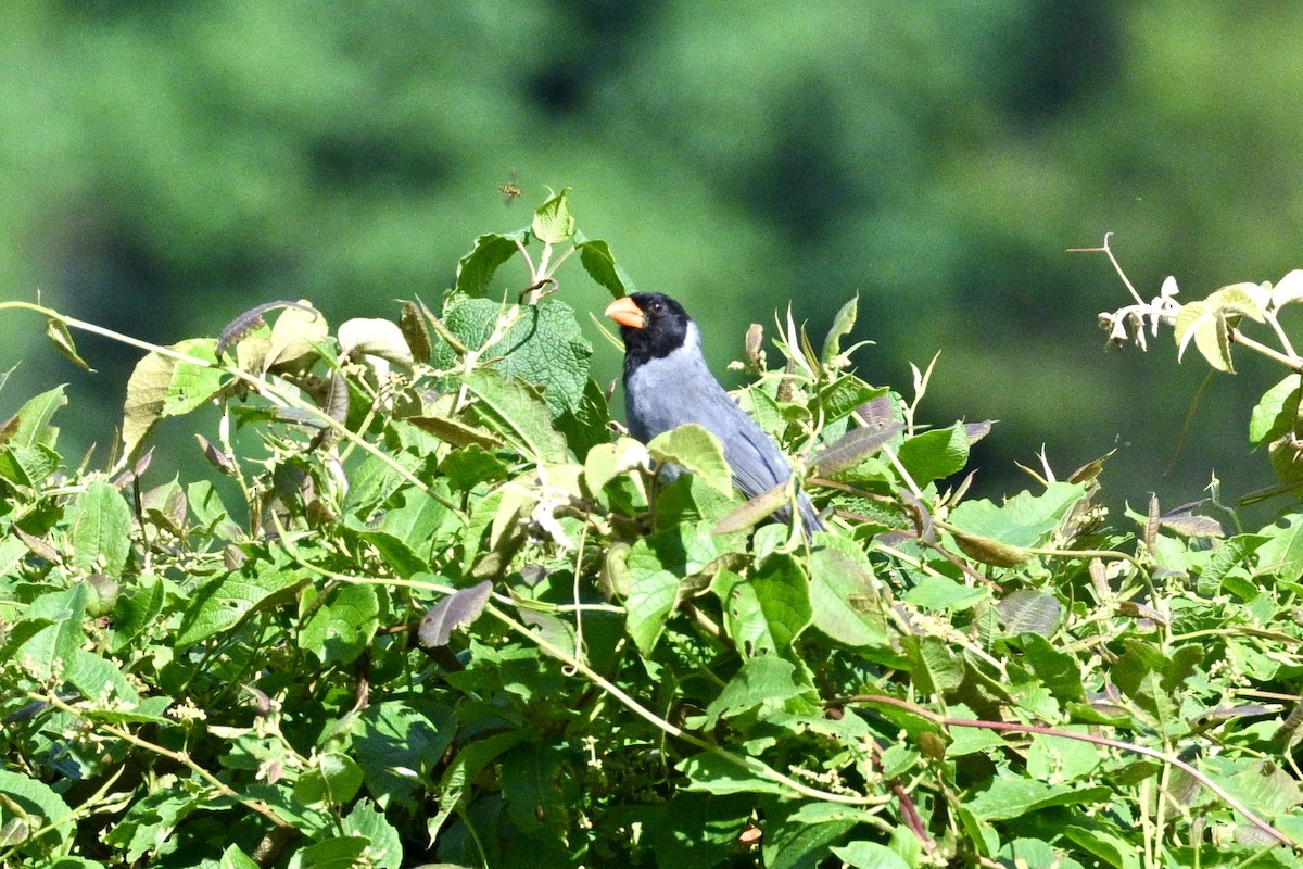 Black-cowled Saltator - ML633807942