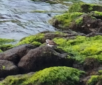 Алаг хайргач - ML633808039