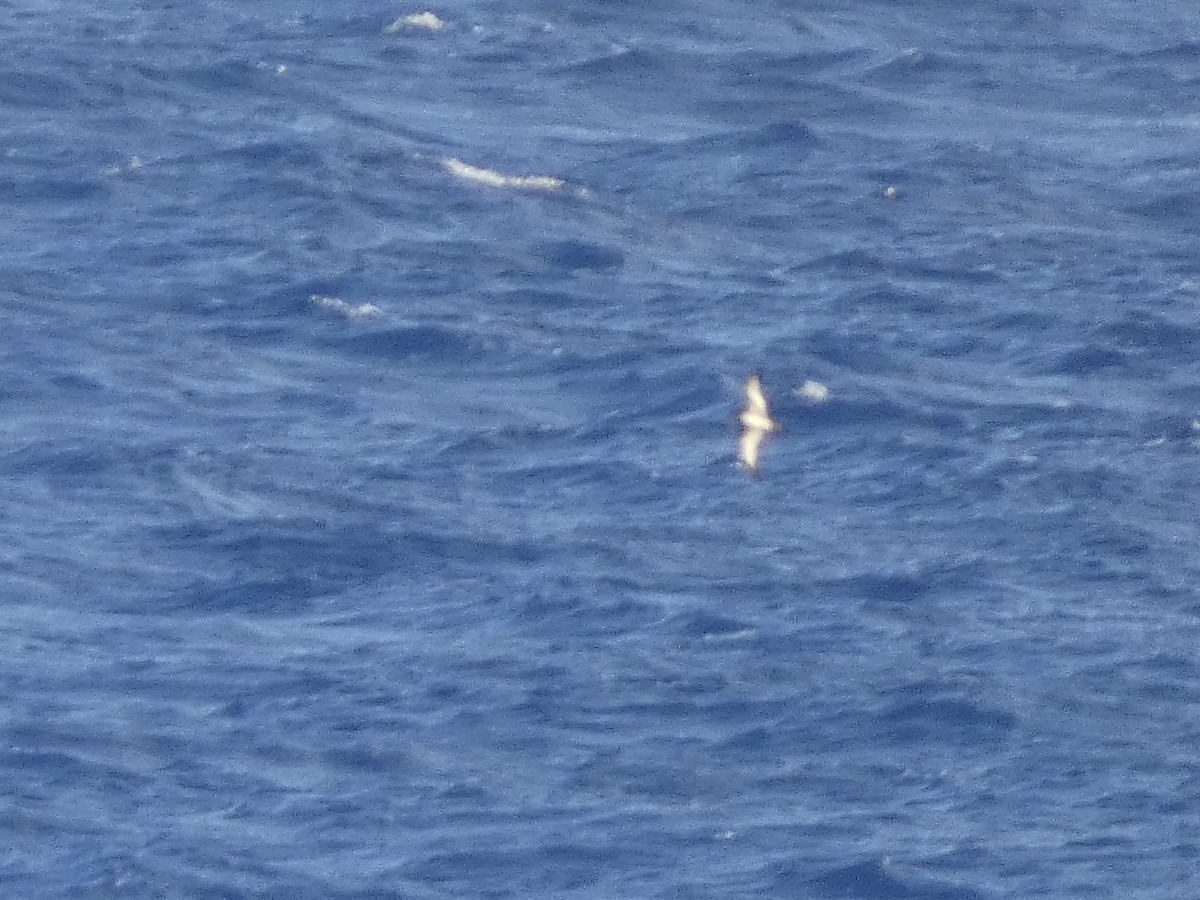 Puffin de Newell - ML633808084
