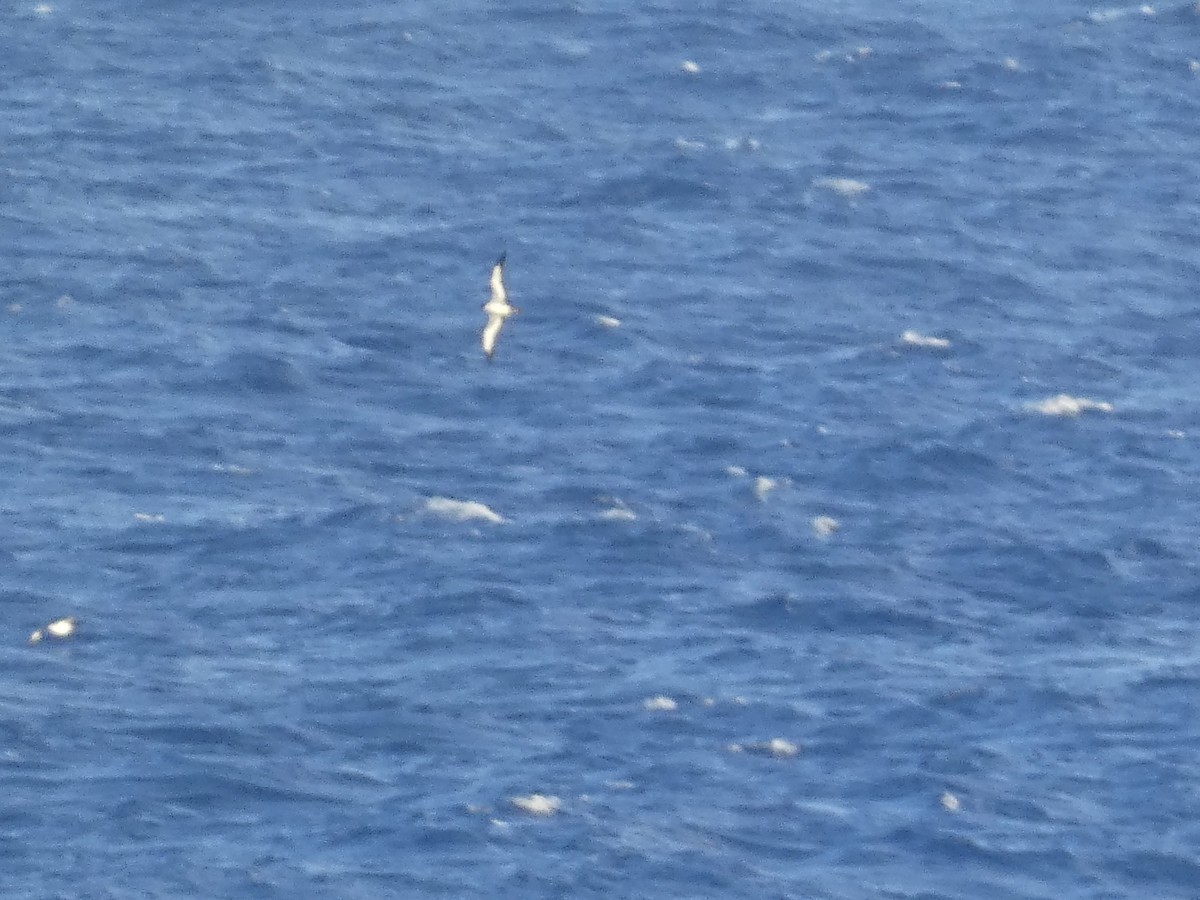 Puffin de Newell - ML633808085