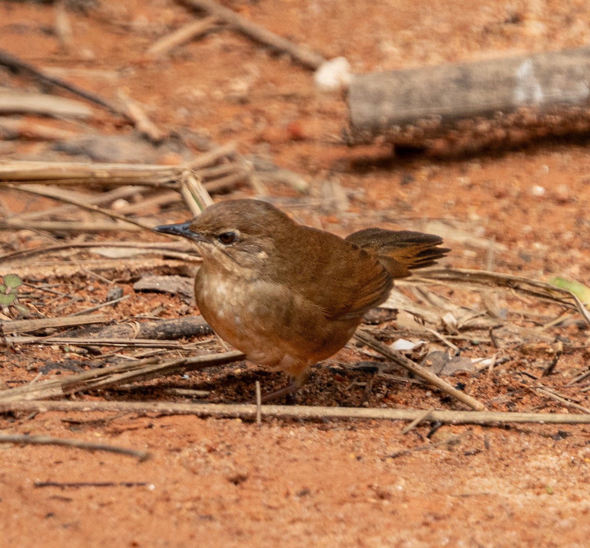 Dalat Bush Warbler - ML633808120
