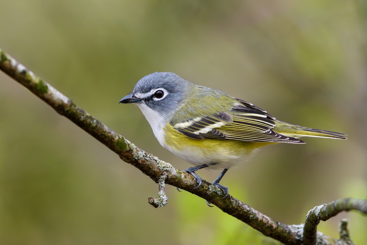 eremittvireo - ML633808126