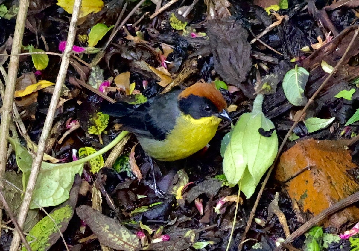 Yellow-breasted Brushfinch (Yellow-breasted) - ML633808141