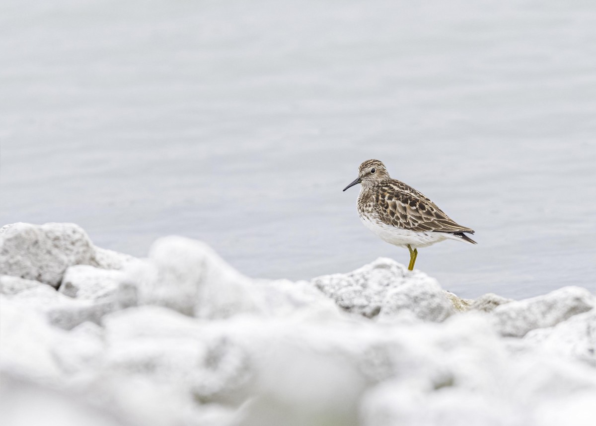 Least Sandpiper - ML633808302