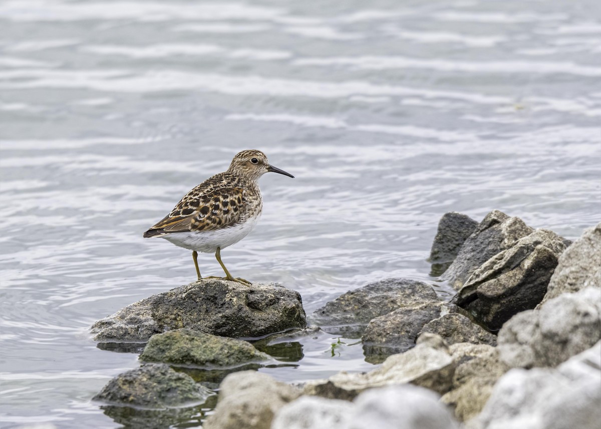 Least Sandpiper - ML633808303