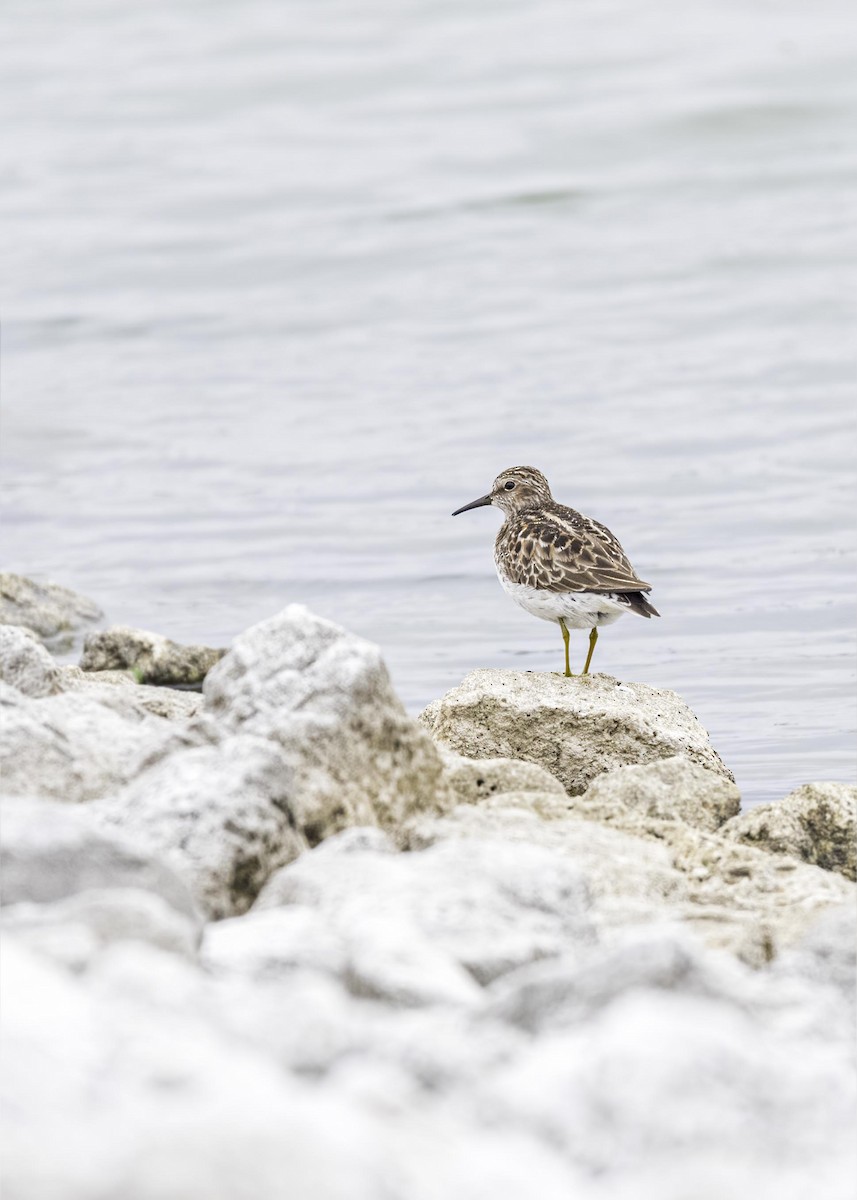 Least Sandpiper - ML633808304