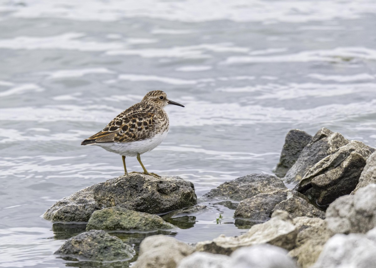 Least Sandpiper - ML633808305