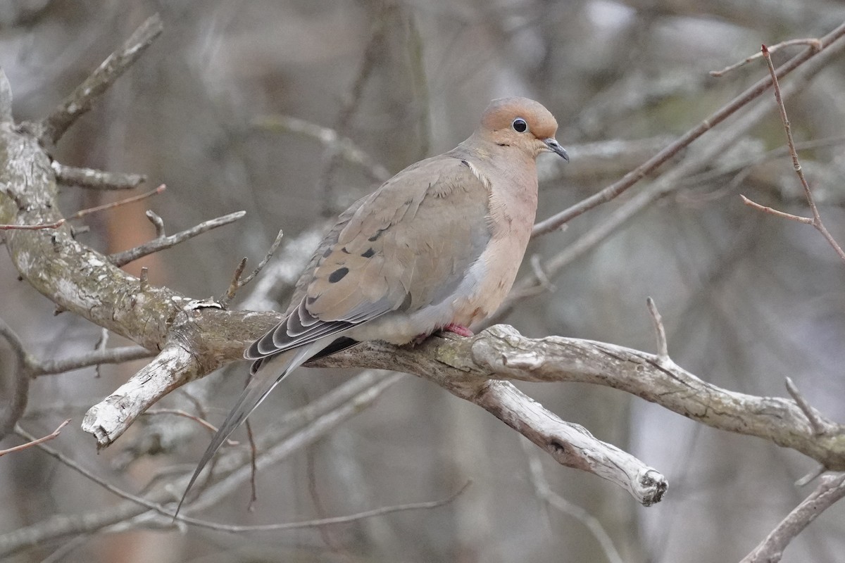 Mourning Dove - ML633808339