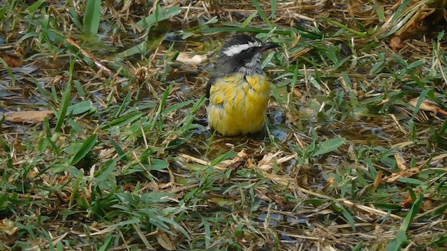 Bananaquit - ML633808404