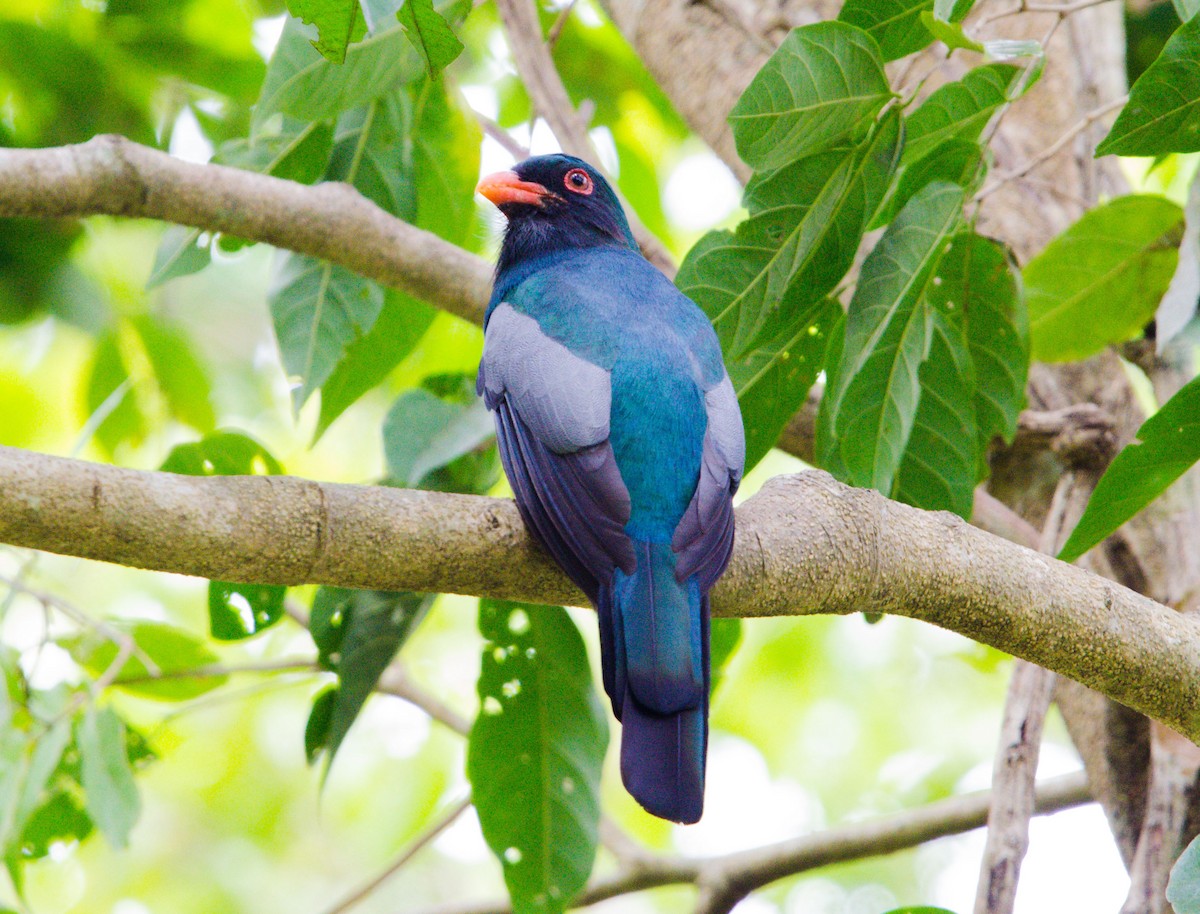 Slaty-tailed Trogon - ML633808405