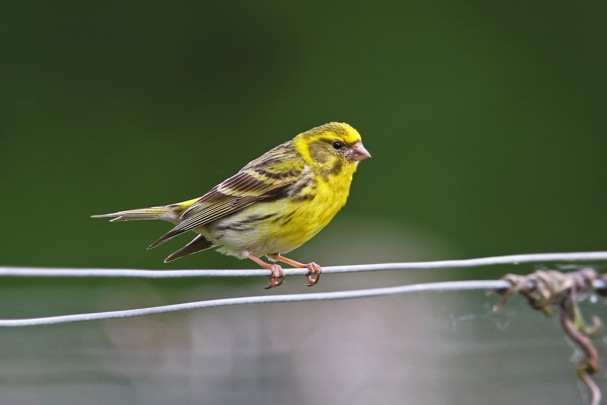 European Serin - ML63380841