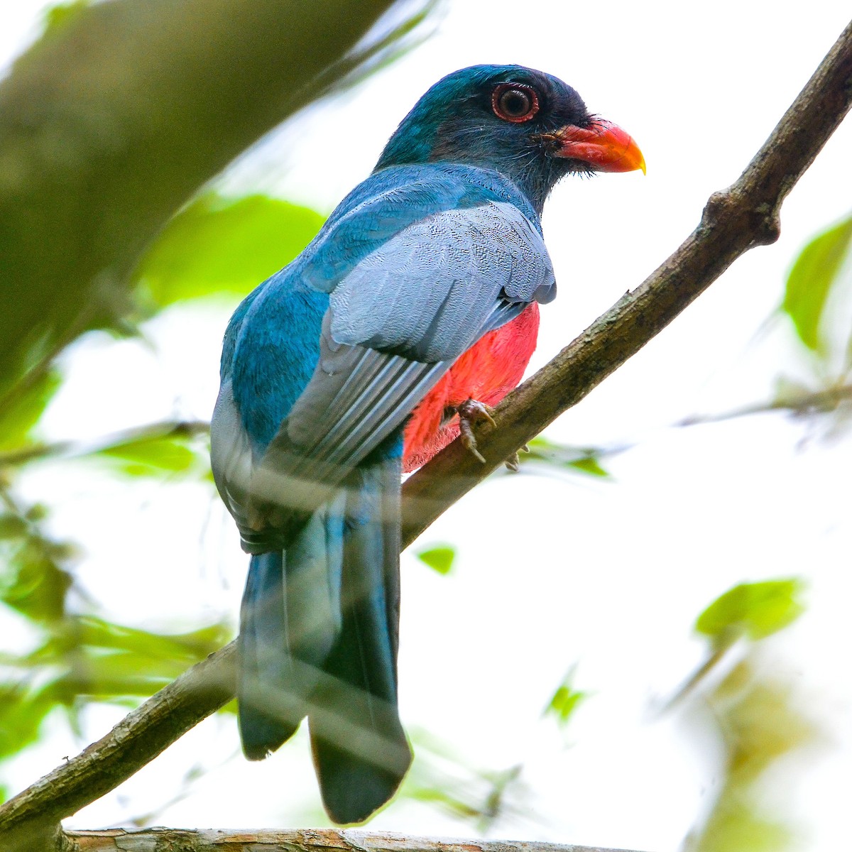 Slaty-tailed Trogon - ML633808410
