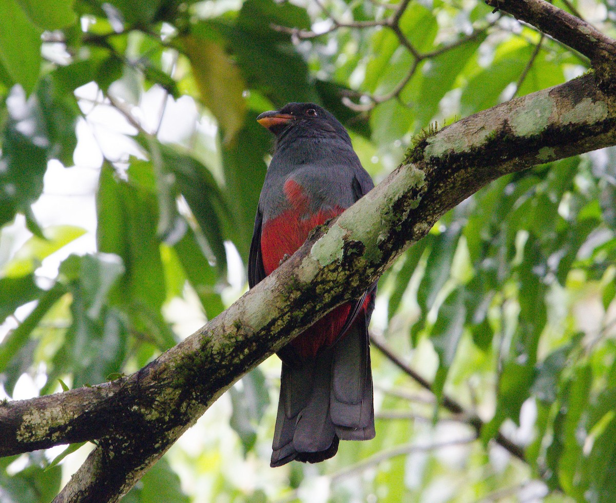 Slaty-tailed Trogon - ML633808411