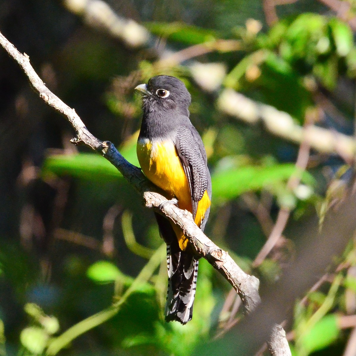 Gartered Violaceous Trogon - ML633808428