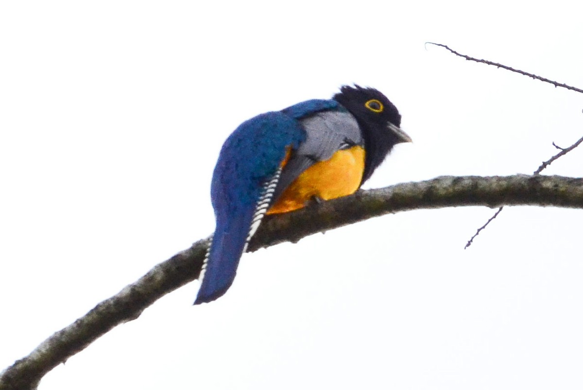 Gartered Violaceous Trogon - ML633808430