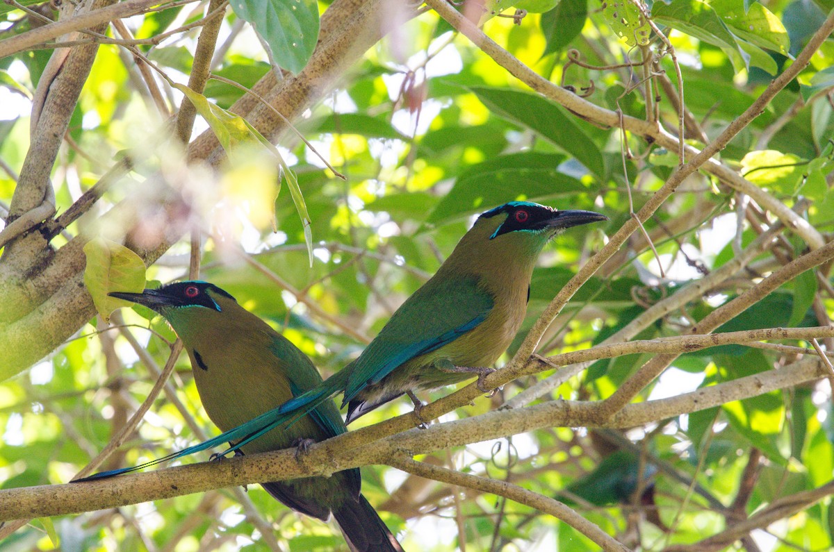 Lesson's Motmot - ML633808473