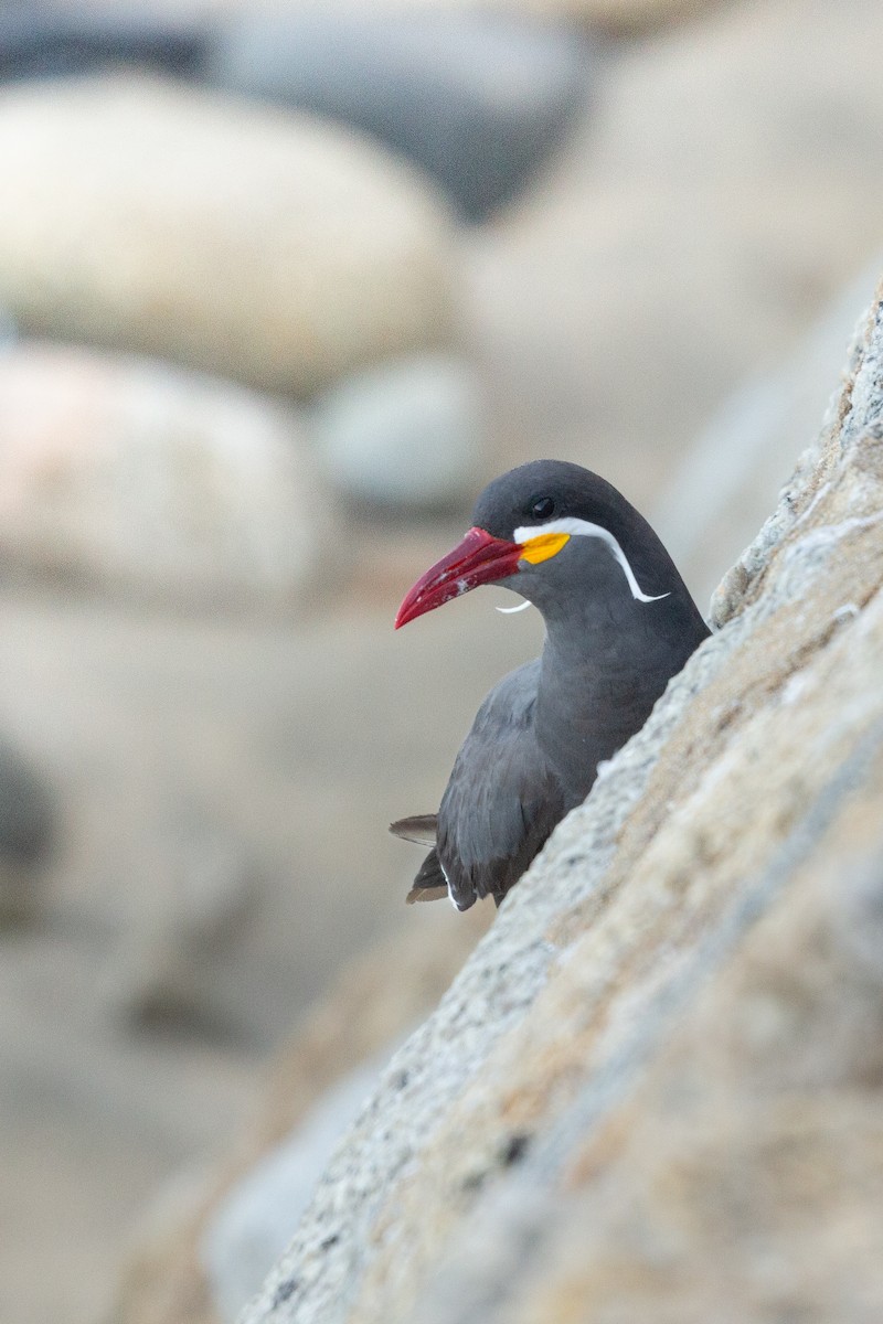 Inca Tern - ML633808499